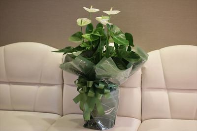 IMG_3965_R25.JPG